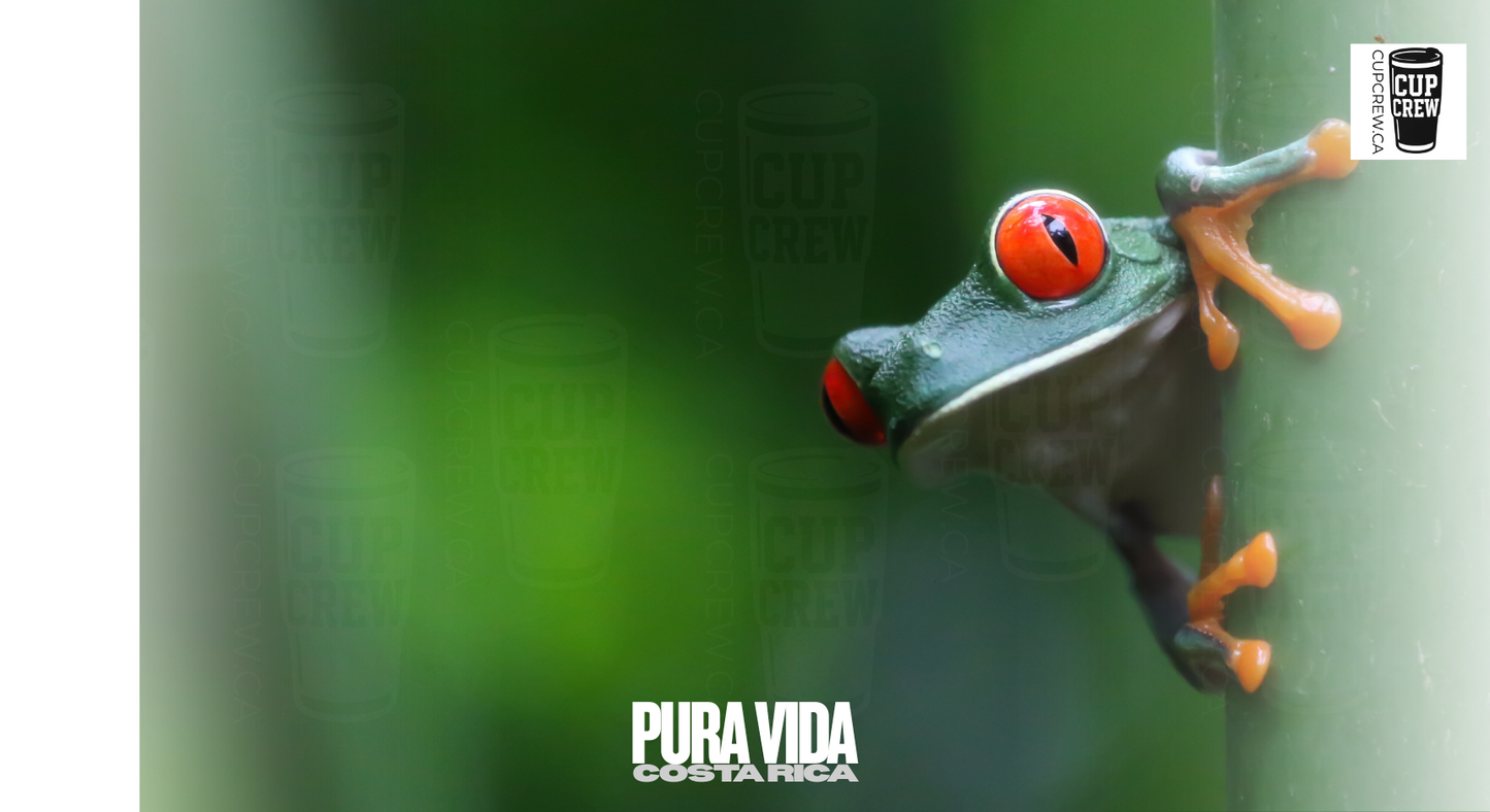 A close-up of a green tree frog with red eyes, perched on a branch, with a blurred green background.