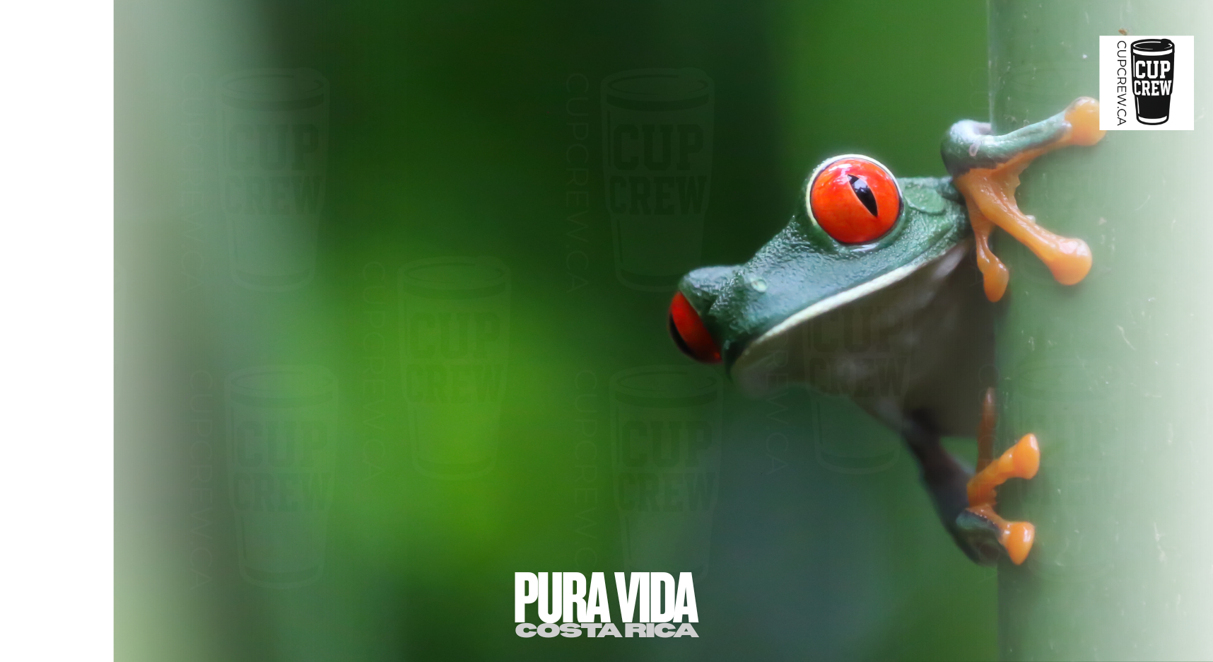 A close-up of a green tree frog with red eyes, perched on a branch, with a blurred green background.