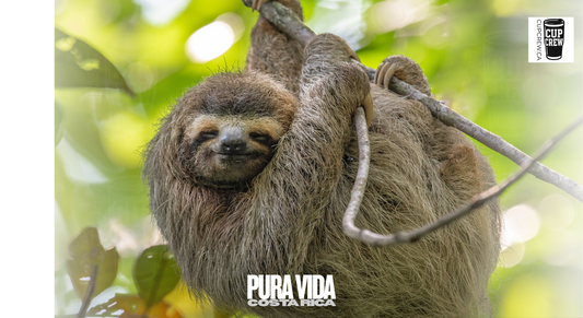 A sloth hanging from a tree branch in a lush, green forest environment.